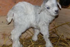 CKR Ranch 2011 Kids