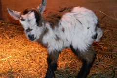 CKR Ranch 2012 Kids