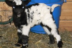 Thelma