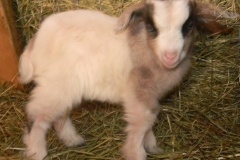 Willow
