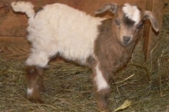 CKR Ranch 2015 Kids