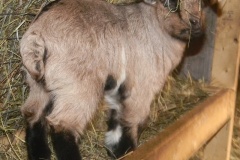 Sammy