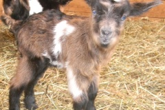 Tiny Tim