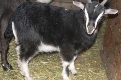 Hazel Buck