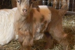 Tabitha