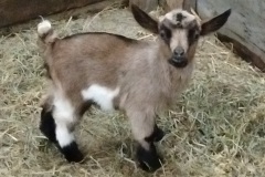 CKR Ranch 2017 Kids