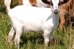 Betty