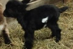 Black Betty