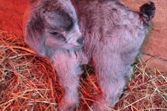 Cinderella Buck