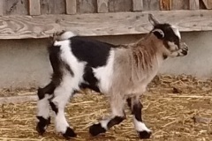 CKR Ranch 2018 Kids