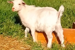 Daisy Buck
