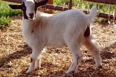 Goliath