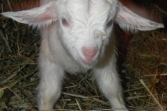 CKR Cool Green Farms Inc 2020 Kids