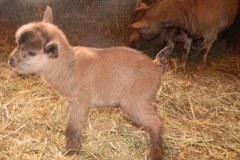 Miss Goat Buck