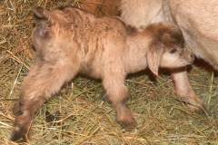 Miss Goat Doe