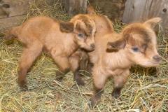 Nepoleanna Buck and Doe