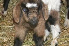 Pippi Buck