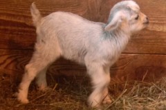 CKR Cool Green Farms Inc 2021 Kids