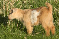 Cool Dream