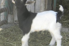 Duchess-Buck-20223