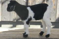 Duchess-Buck-20224