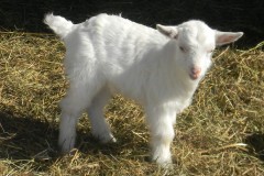SnowWhite-Doe-2022-Iceman-2