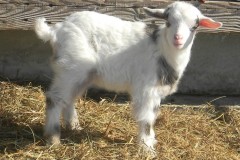 SnowWhite-Doe-2022-Iceman-3