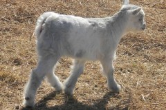 Tabitha-Doe-2022-BlueJay-3