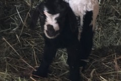 CKR Cool Green Farms Inc 2023 Kids