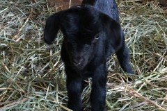 WhitePaw-Buck-2022-2