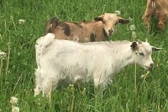 CKR Cool Green Farms Inc 2025 Kids