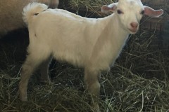 Nutmeg-Buck-2025