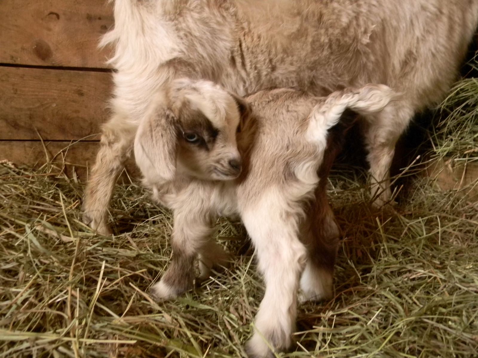 Myotonic Fainting Goats and Miniature Silky Fainting Goats